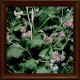 Woolly burdock (Arctium tomentosum) 