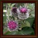 Woolly burdock (Arctium tomentosum) 