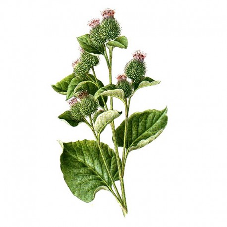 Filz-Klette (Arctium tomentosum) 