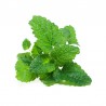 Lemon balm (Melissa officinalis)