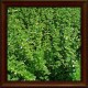 Lemon balm (Melissa officinalis)