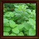 Lemon balm (Melissa officinalis)