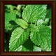 Lemon balm (Melissa officinalis)