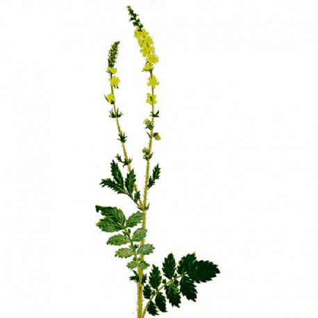 Řepík lékařský (Agrimonia eupatoria)