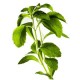 Stévie sladká (Stevia rebaudiana)