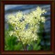 Tužebník jilmový (Filipendula ulmaria) 