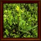 Goldenrod (Solidago virgaurea)