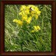 Goldenrod (Solidago virgaurea)