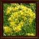 Goldenrod (Solidago virgaurea)