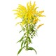 Goldenrod (Solidago virgaurea)