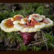 Reishi - Lesklokorka lesklá (Ganoderma lucidum)