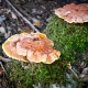 Reishi (Lingzhi) mushroom (Ganoderma lucidum)