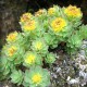 Rhodiola - Rozchodnica ružová (Rhodiola rosea)