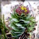 Rhodiola - Rozchodnica ružová (Rhodiola rosea)