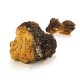 Chaga wilden wald pilz (Inonotus obliquus)