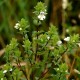 Gemeiner Augentrost (Euphrasia Rostkoviana)