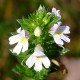 Gemeiner Augentrost (Euphrasia Rostkoviana)