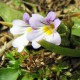 Očianka Rostkovova/Světlík lékařský (Euphrasia Rostkoviana)