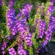 Baikal skullcap (Scutellaria baicalensis)