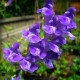 Baikal skullcap (Scutellaria baicalensis)