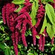 ﻿Amaranth (Amaranthus caudatus)