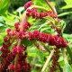 ﻿Amaranth (Amaranthus caudatus)