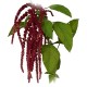 ﻿Amaranth (Amaranthus caudatus)