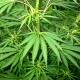 Konopie siewne (Cannabis sativa)