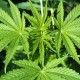 Hemp (Cannabis sativa)