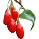 GoJi-Kustovnice čínská (Lycium chinensis)