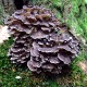 Maitake - Trsovnica lupeňovitá (Grifola frondoza)