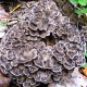 Maitake - Trsovnica lupeňovitá (Grifola frondoza)