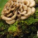 Maitake - Trsovnica lupeňovitá (Grifola frondoza)