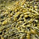 Rockweed - Norwegian kelp (Ascophyllum nodosum)