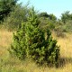 Jalovec obecný (Juniperus communis)