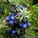 Jalovec obecný (Juniperus communis)