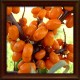 Sea Buckthorn (Hippophae rhamonides)