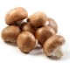 Shiitake (Lentinula edodes)