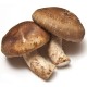 Shiitake (Lentinula edodes)