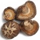 Shiitake (Lentinula edodes)