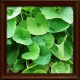 Centella, Gotu kola (Centella asiatica)﻿