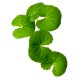 Centella, Gotu kola (Centella asiatica)﻿