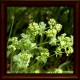 Spitzlappiger Frauenmantel (Alchemilla vulgaris)