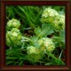 Lady's mantle (Alchemilla vulgaris)