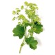 Alchemilka obyčajná﻿﻿﻿﻿ (Alchemilla vulgaris)